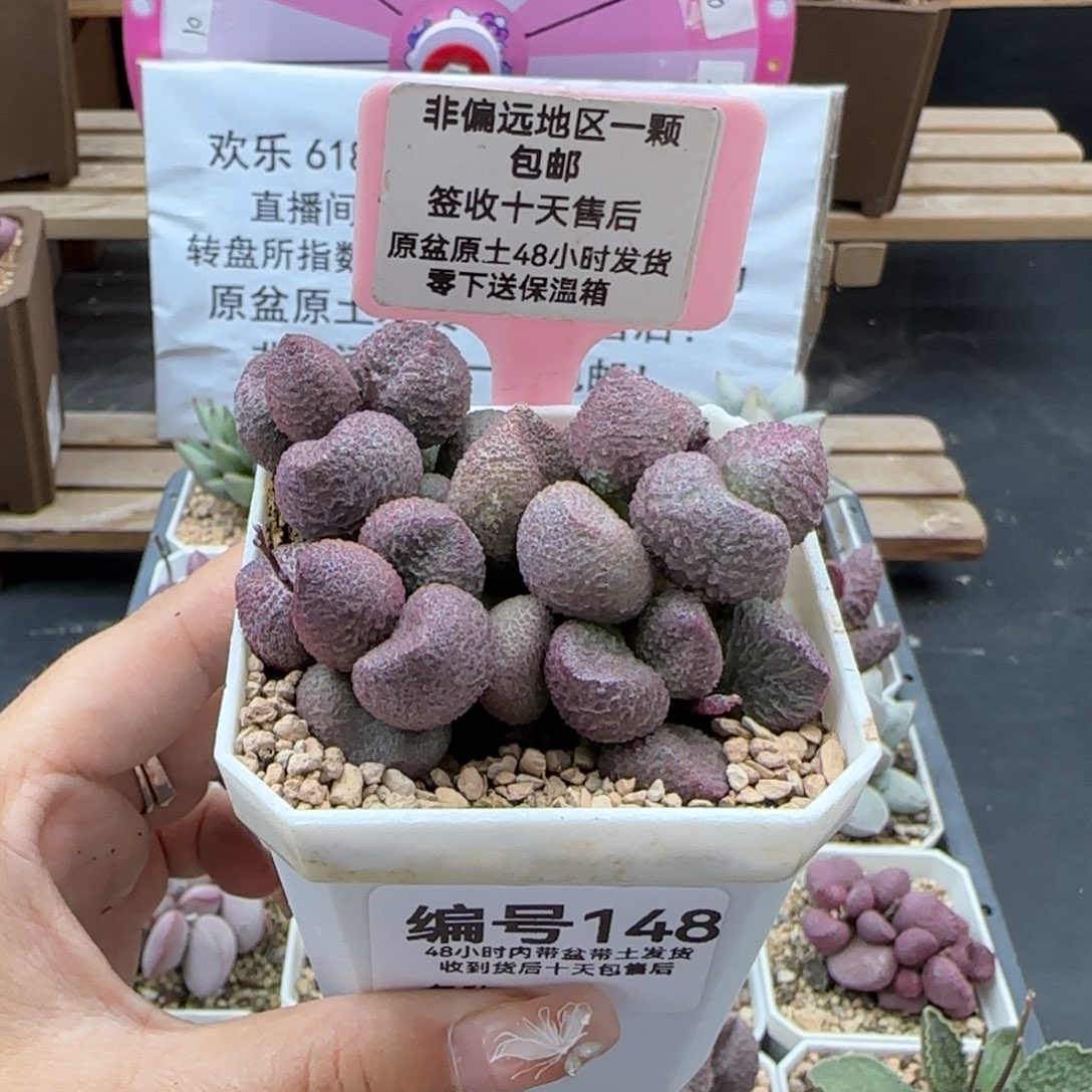 148水蜜桃多肉植物