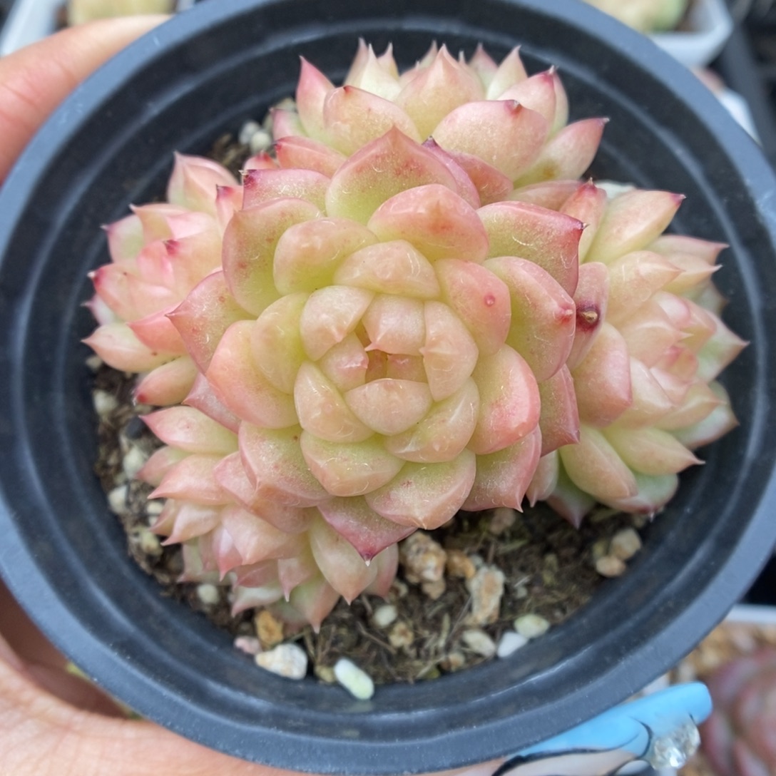 灯泡珍妮群生302号。  