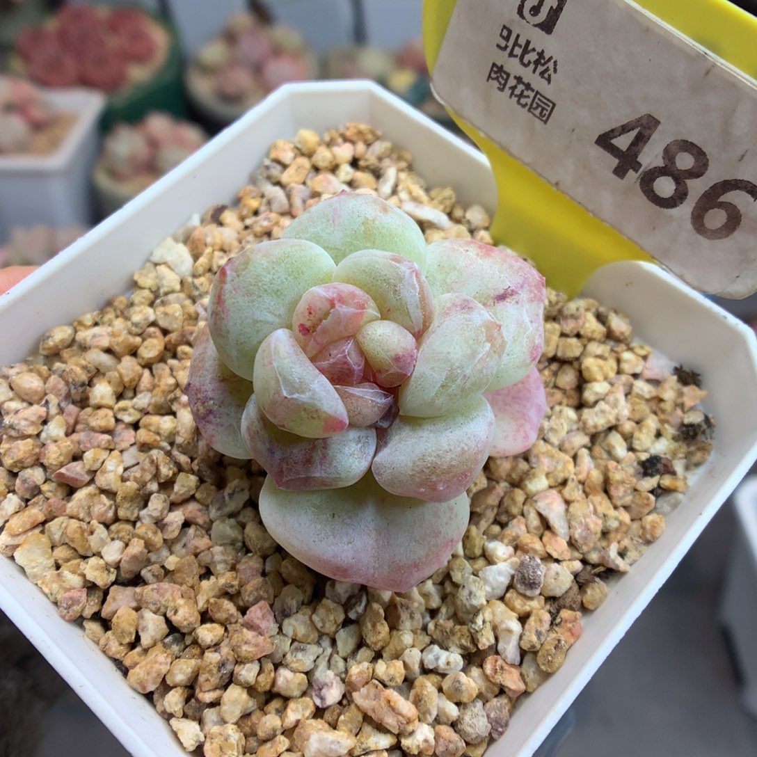 486冰玉石化多肉植物