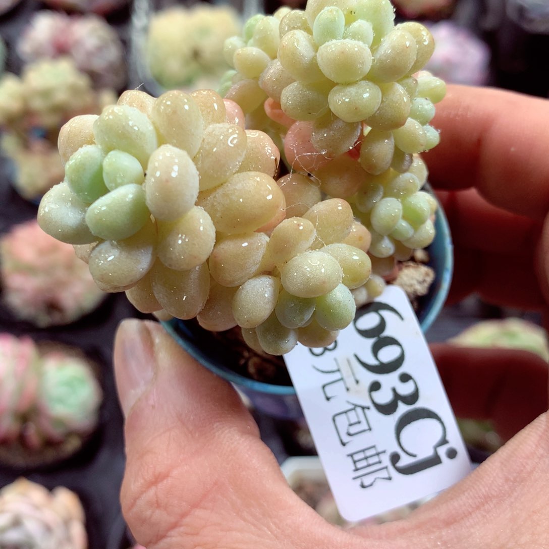 5厘米盆精控多肉693