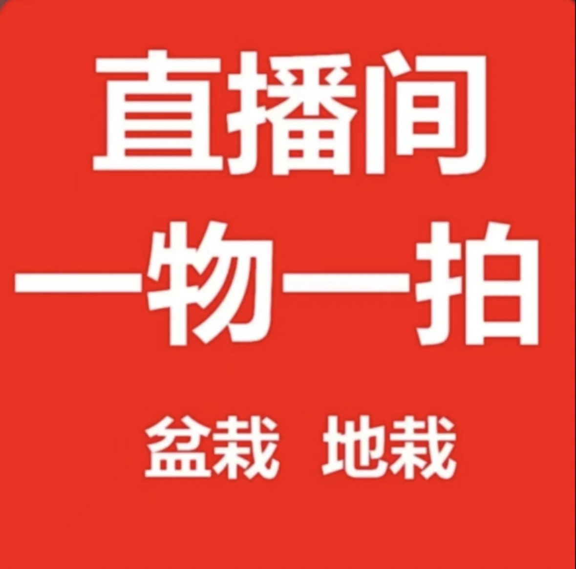 【正宗品】花香L L 2 5 F F 6 南方北方种植盆栽地栽庭院绿植