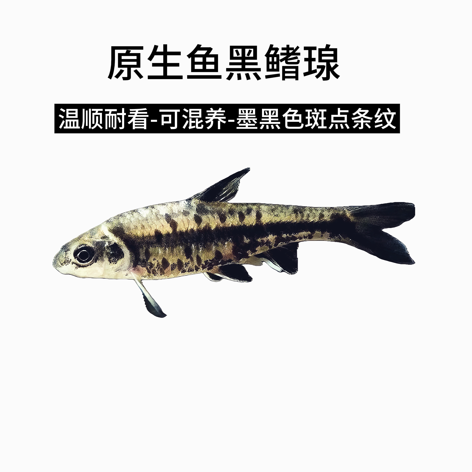 原生冷水鱼 黑鳍瑔 可混养 小型淡水观赏鱼 吃饲料耐养小精灵除藻