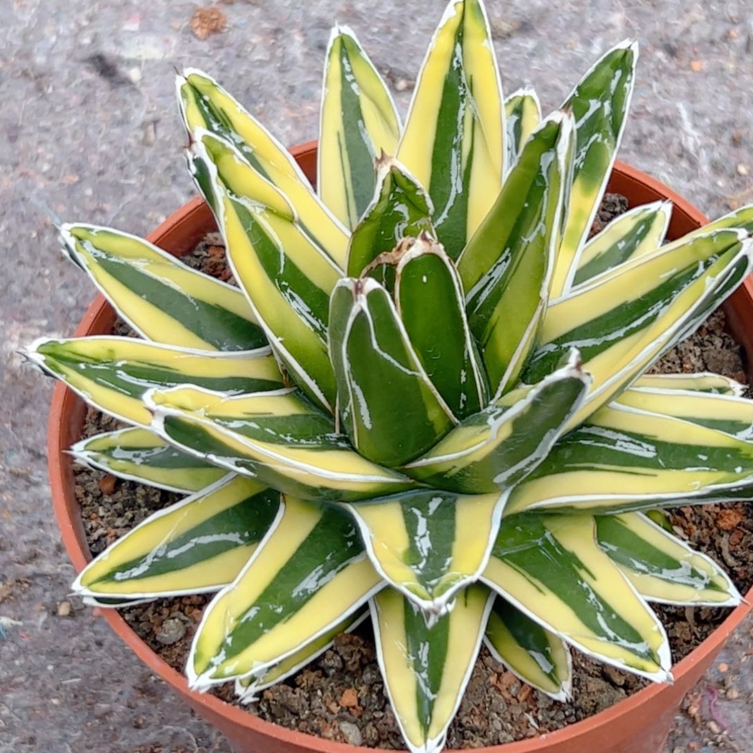 辉山龙舌兰 仙人球