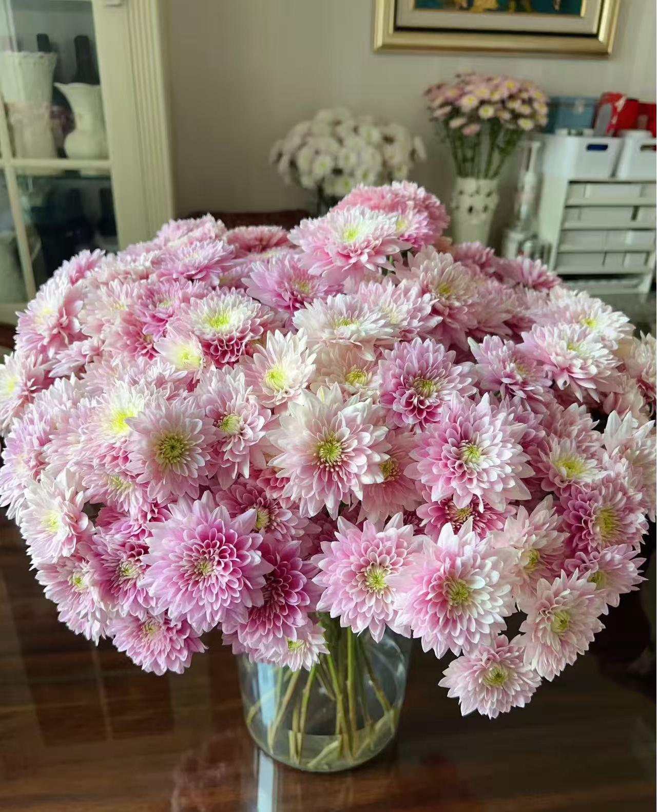 【大力甄选】AA级神仙粉小菊 云南基地现采现发 一单包邮