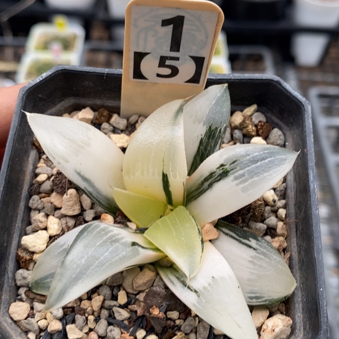 1号裹克实生锦多肉