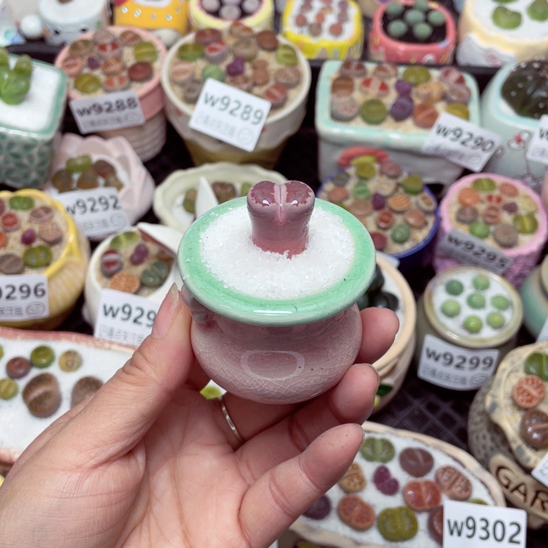 w9311 零下地区拍保温箱 -15支持寄养