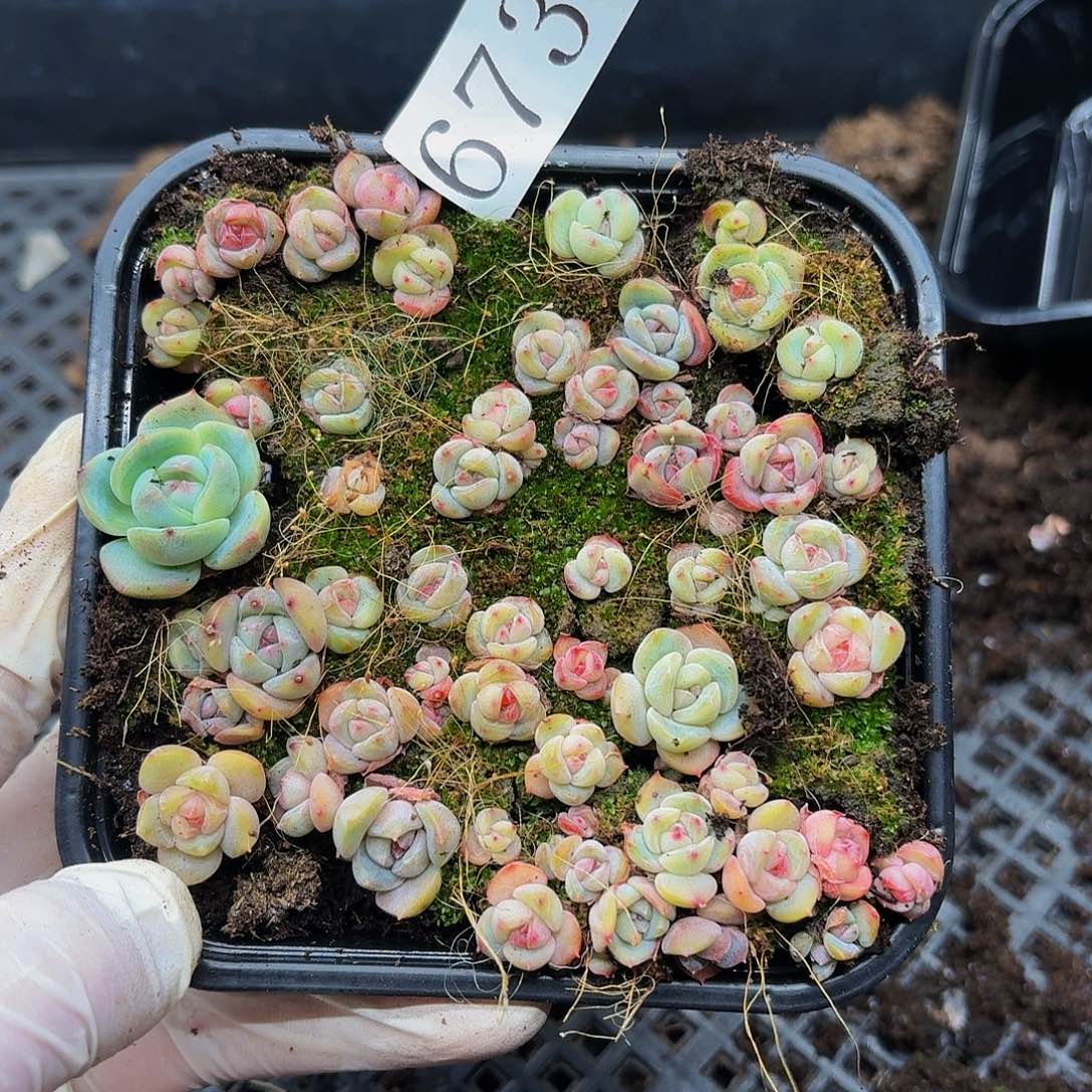 多肉植物多肉植物673