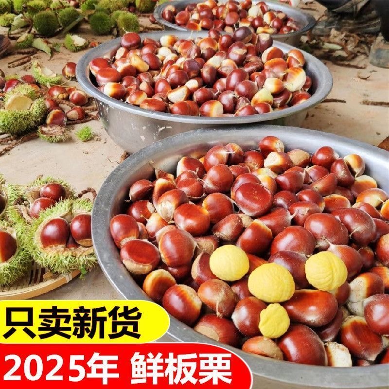 云南深山老树新鲜板栗