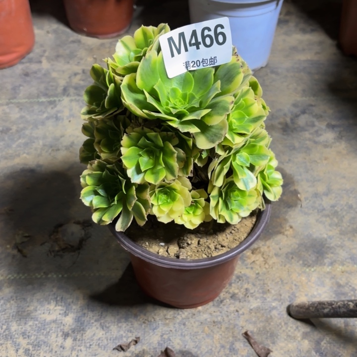 瑞妈。。。。。？。466金丝翡翠。
