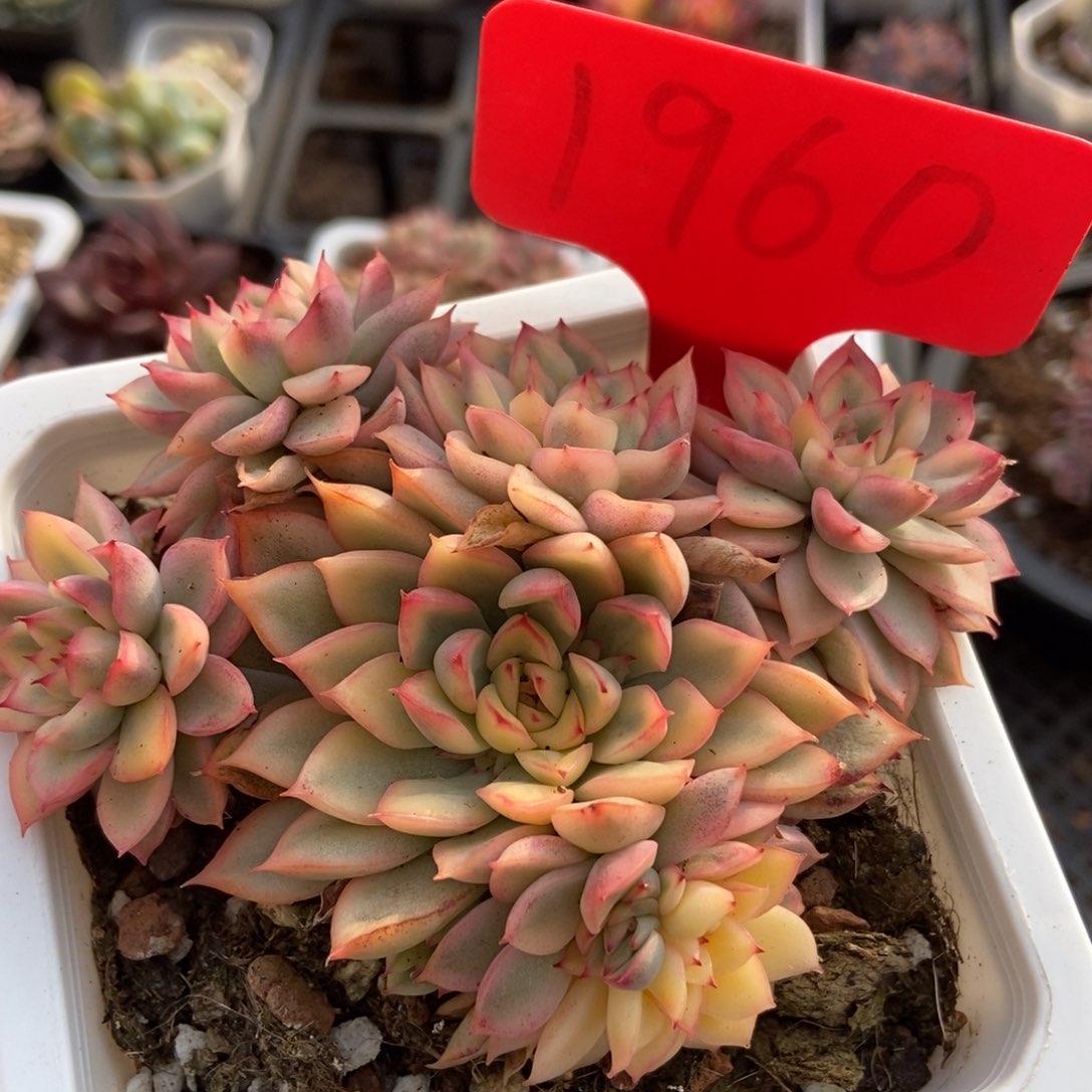 1960粉锦多肉植物保护