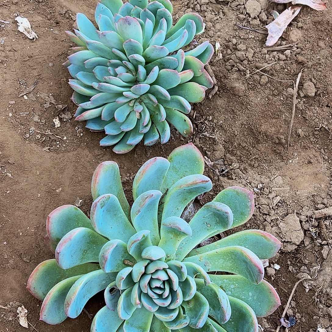 莎莎女王多肉植物两颗