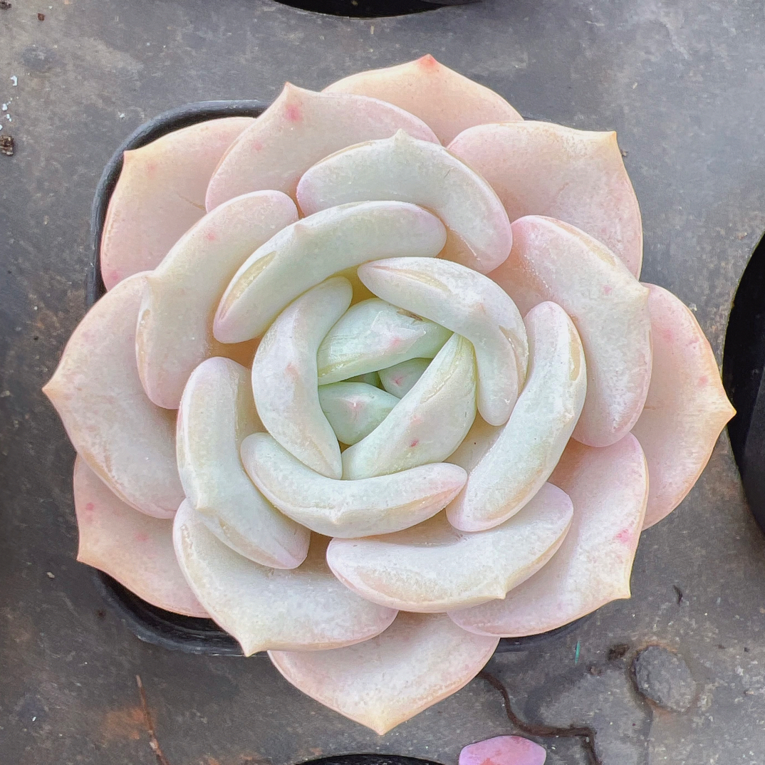 70#单头初雪-脱土发货