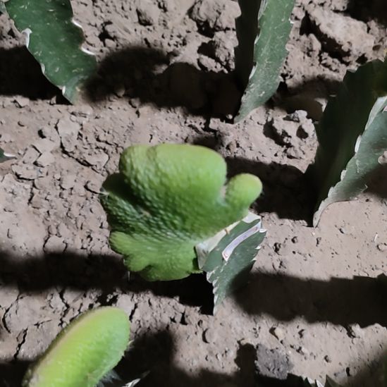 *****仙人球青蛇缀化0818