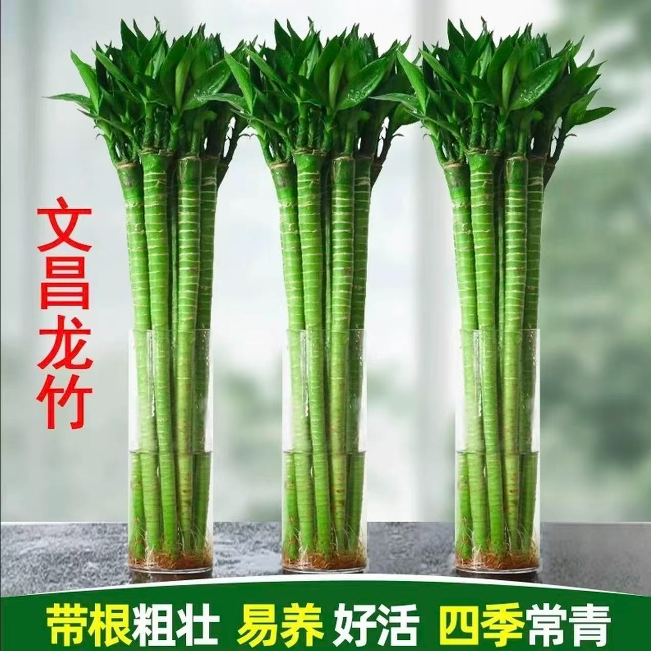 A级龙竹 文昌竹 4支带根水养富贵竹转运竹节节高水培室内客厅植物