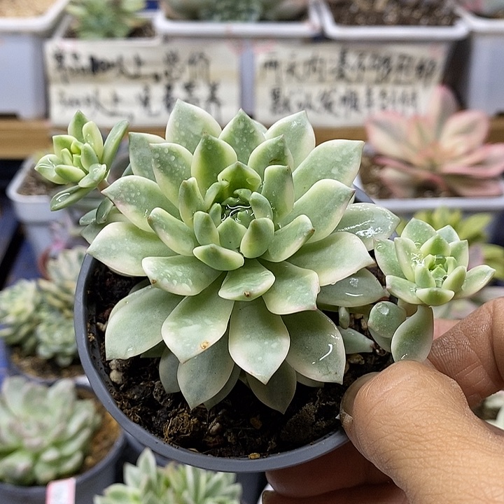 06192 马库斯覆轮锦