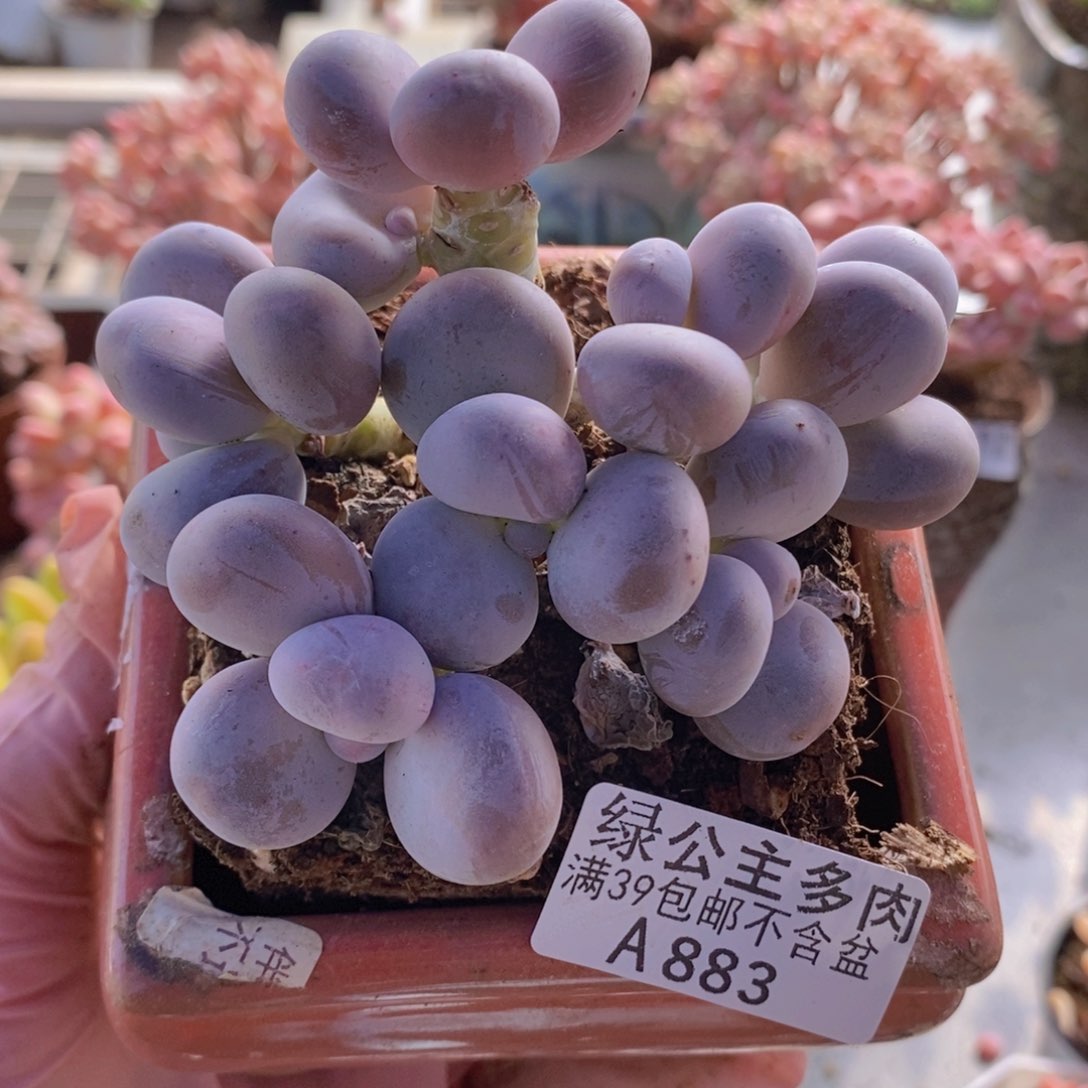 芭比奶洛10cm883多肉植物