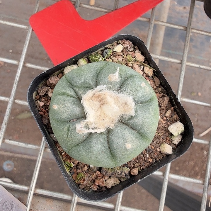 实生海鲜单头4仙人球