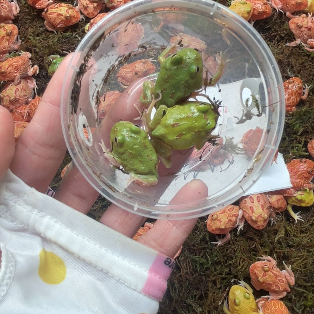 *****角蛙特价南美三只包活两只