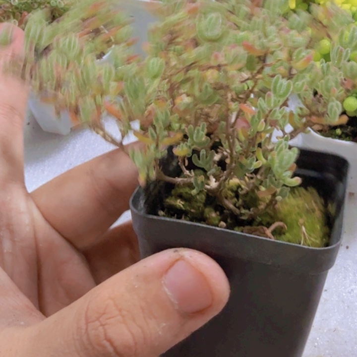 冰紫枝干王炸一颗