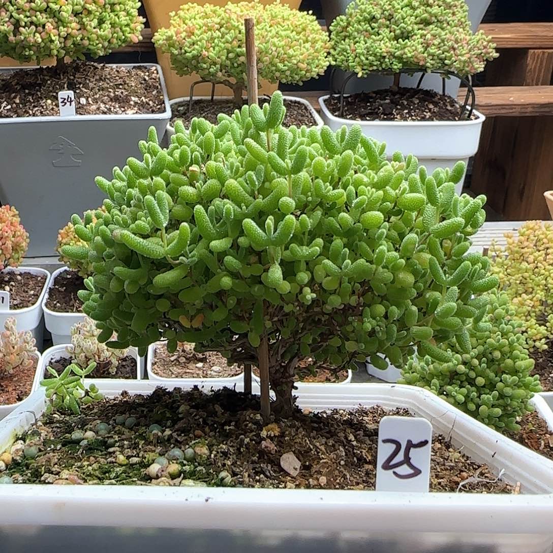 蜜橘糖球枝干番杏