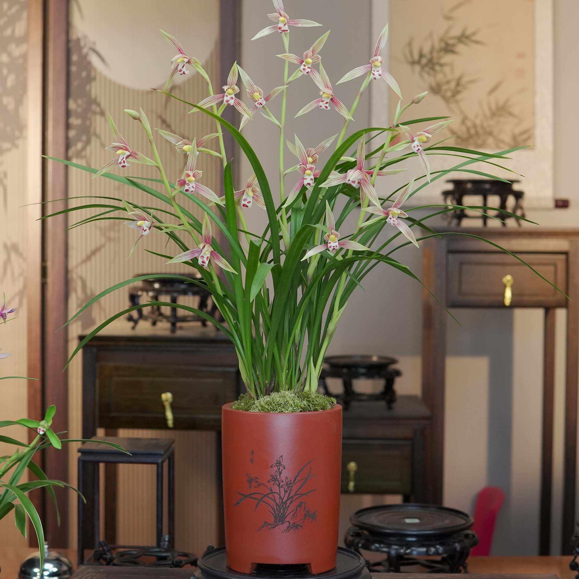 春剑铭品【春江丽影】带3-5花剑紫砂盆幽香兰花室内好养易活