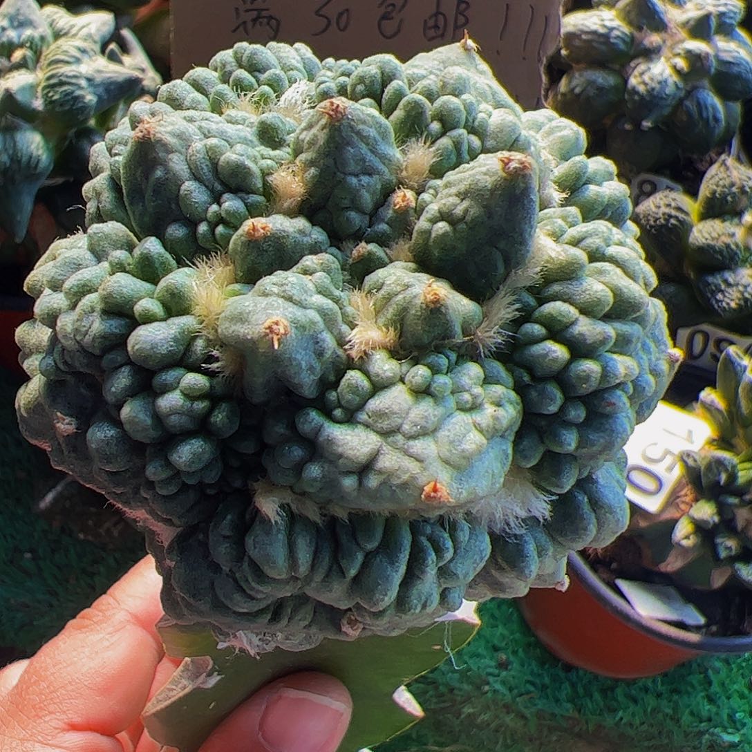 无花朵满叶怒涛472