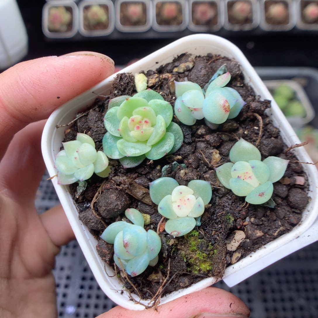 无花朵W88 泼天甜心yyyyyy