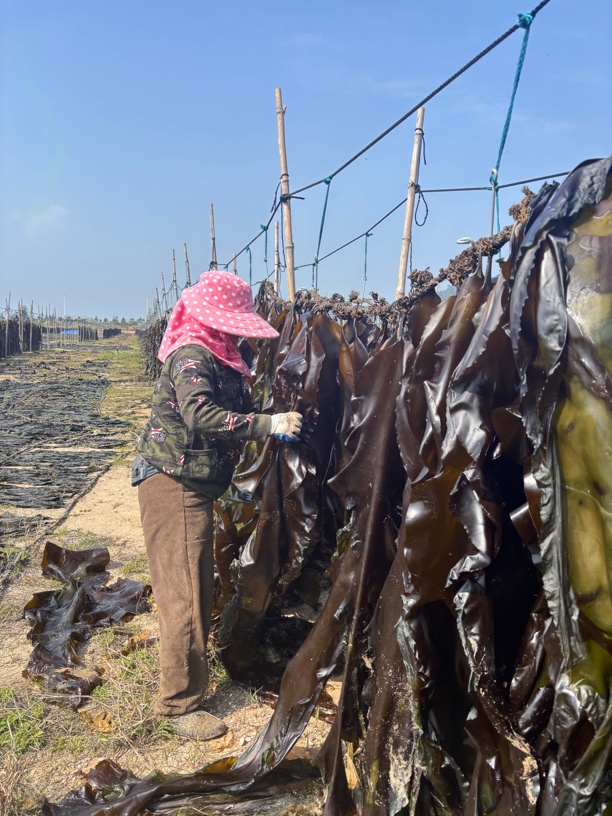 莆田新货海带干整条厚实无泥当季新鲜凉拌炖汤补钙佳品