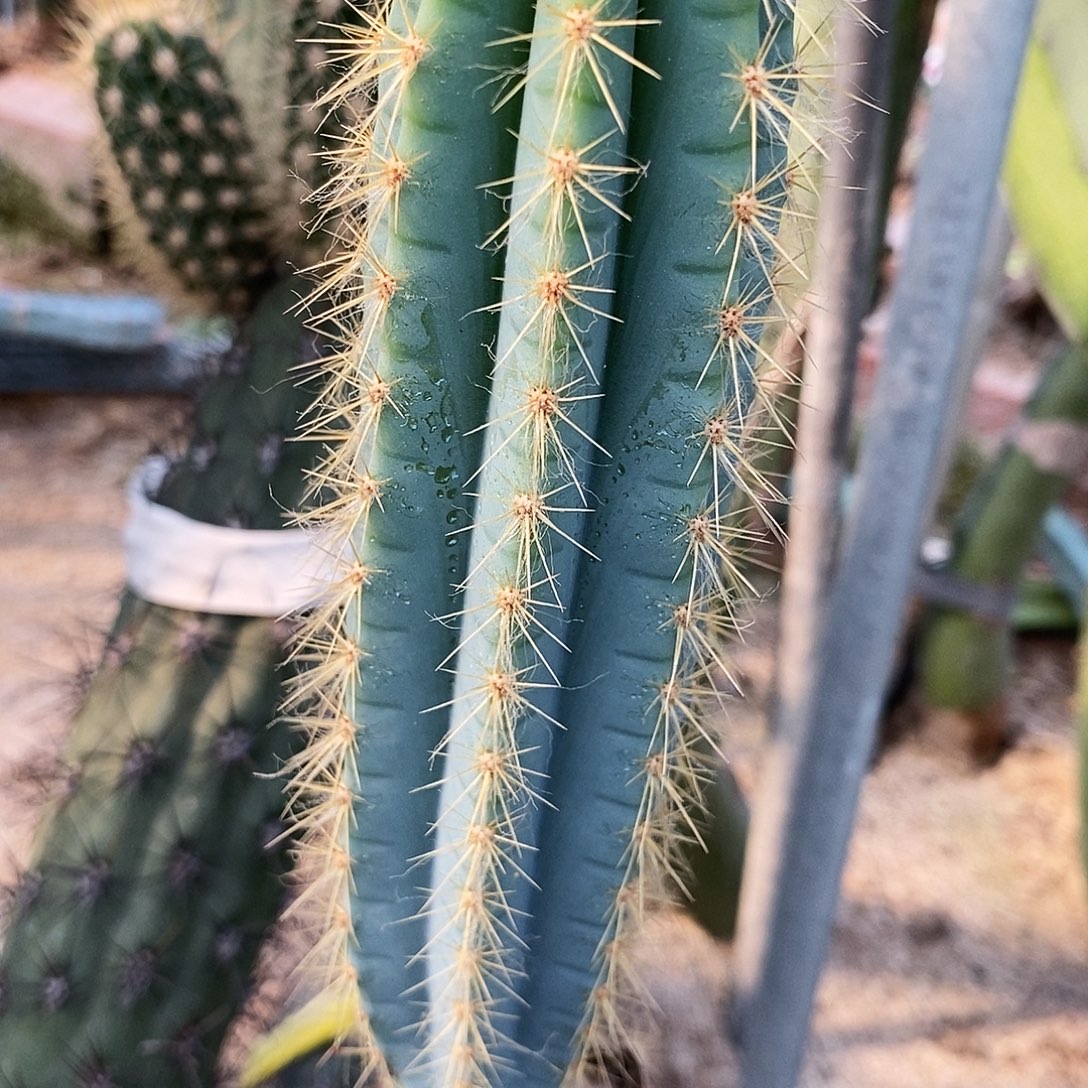 现砍侧芽。高度15-20公分左右