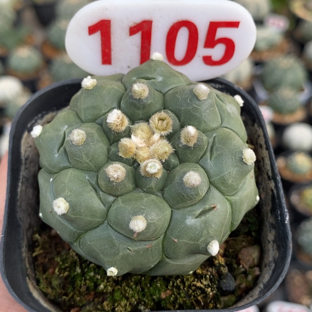 1105龟甲福利系列