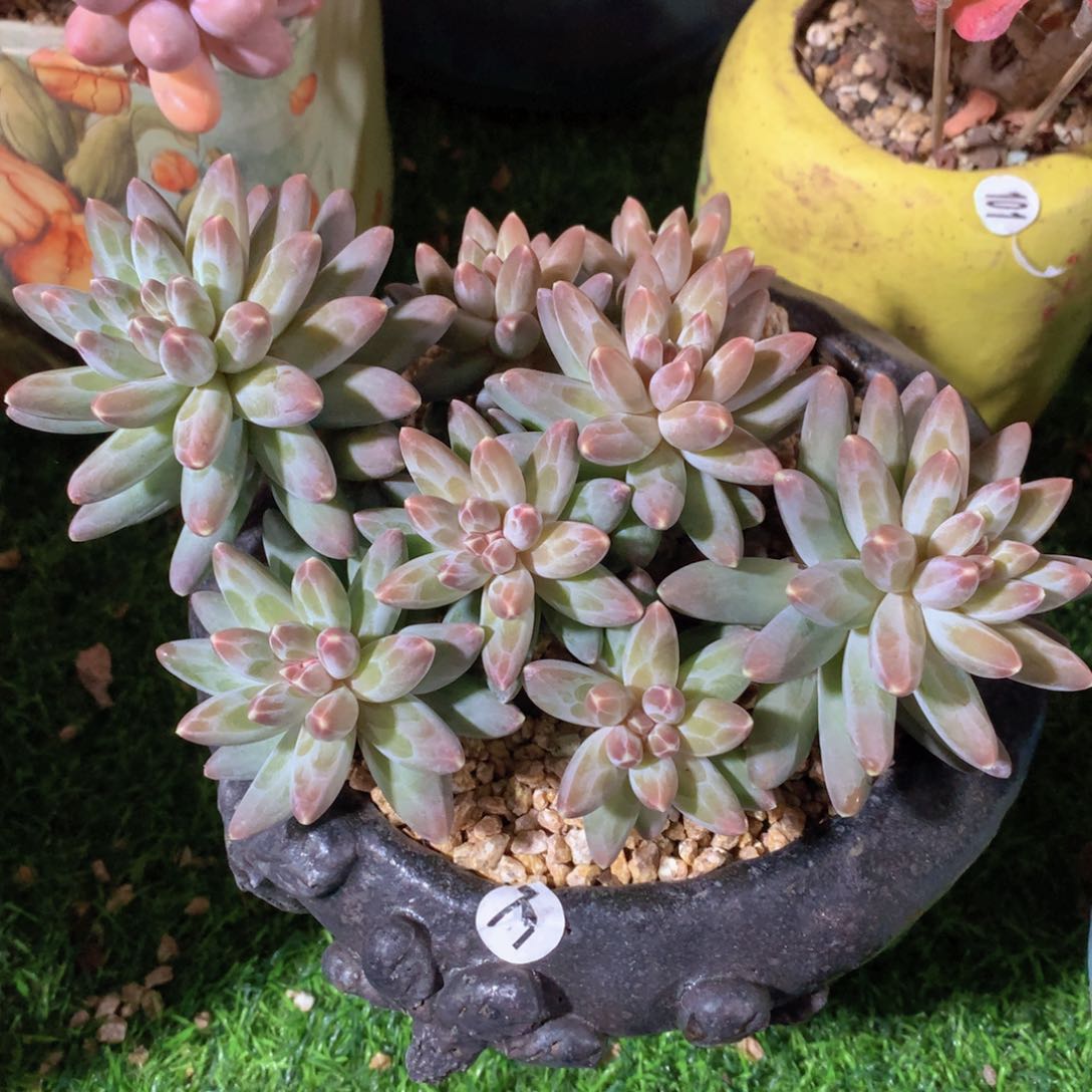 伊卡鲁斯15 公分一物一拍