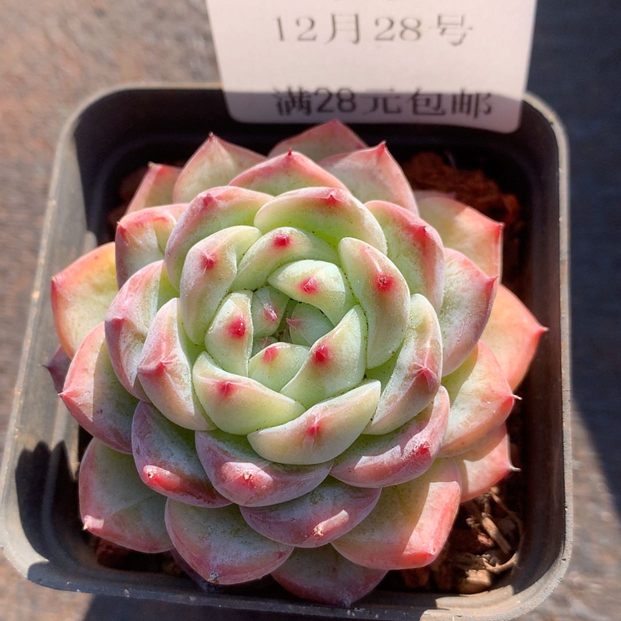 【闪购商品】云90号