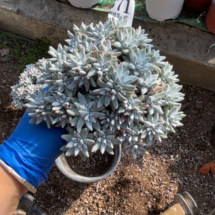 371号白菊多肉植物