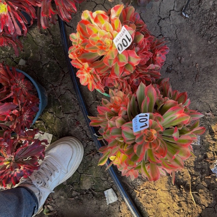 法师多肉29-33包邮花花