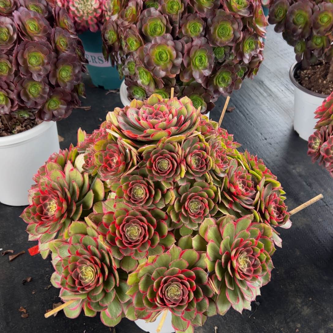 202多肉植物发货粉花妖