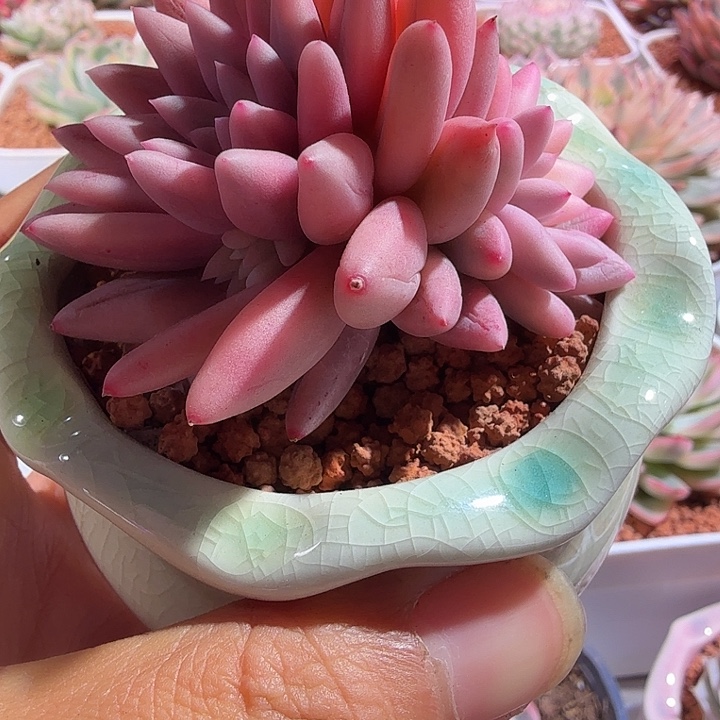 红蜻蜓锦多肉植物