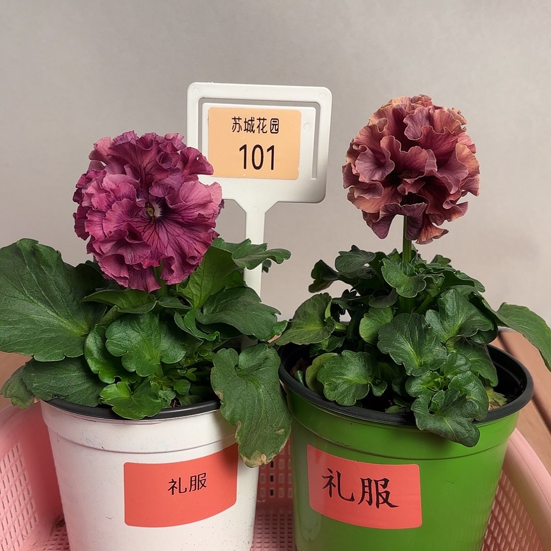 大部分开放少量花苞101