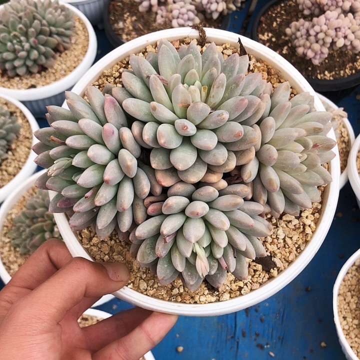 奶糖美人大群多肉植物