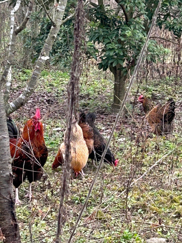 贵州本地老品种1只黑母鸡，1只红母鸡