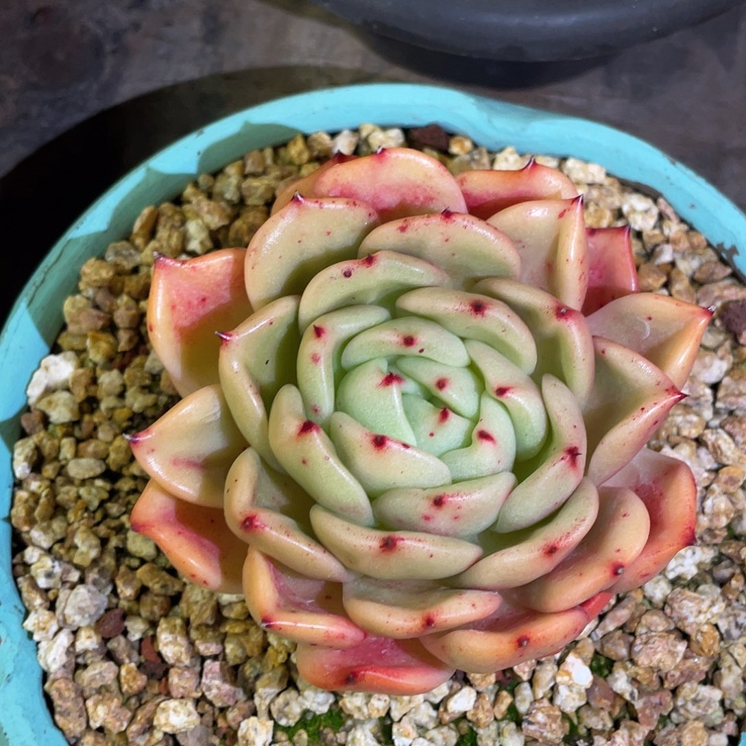 多肉植物一物一拍