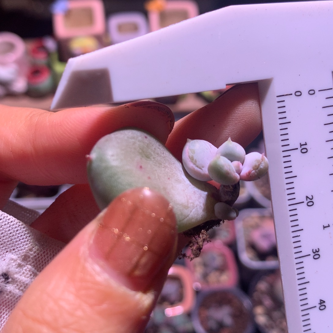 瑕疵，杆子黑不售后不满28发到付，发一片叶，~