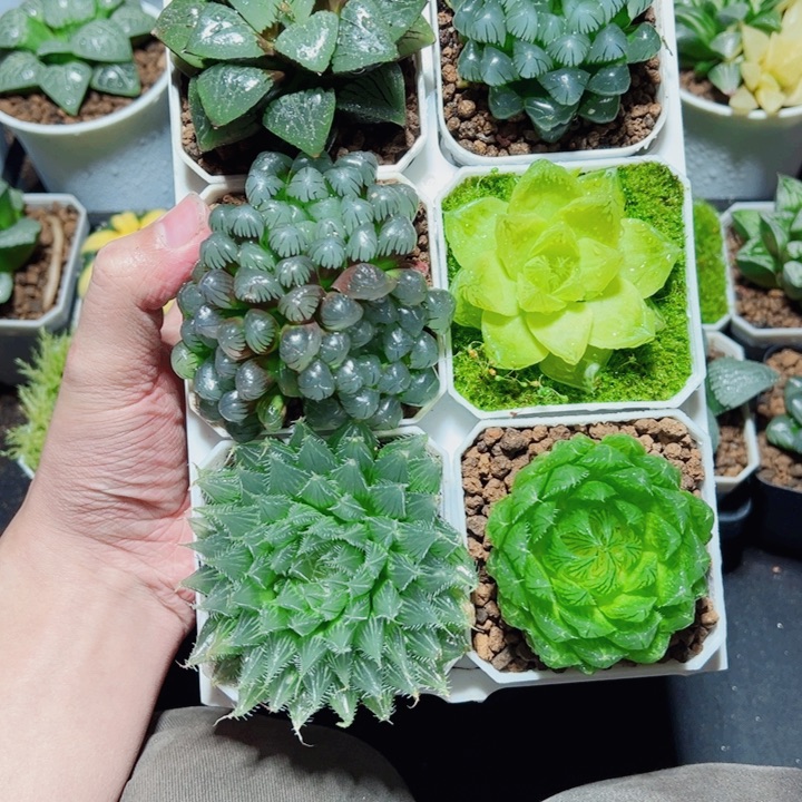 新手6盆套餐多肉植物