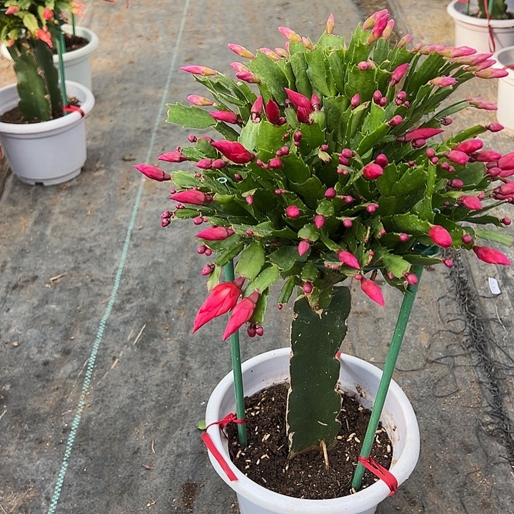 啵***啵白盆双色蟹爪兰8165