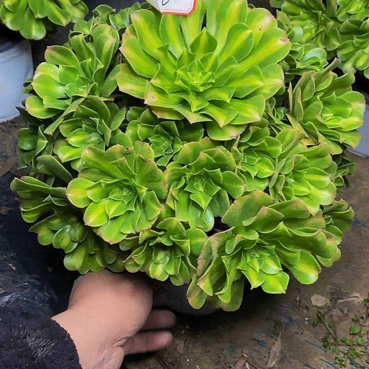 翡翠琉璃老桩捧花816号