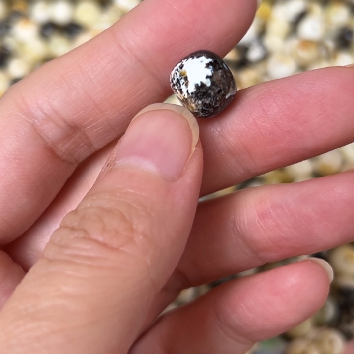 蜜蜡未镶嵌裸石10.8mm一个