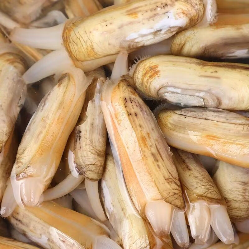 鲜活蛏子 约500g（包鲜不包活）