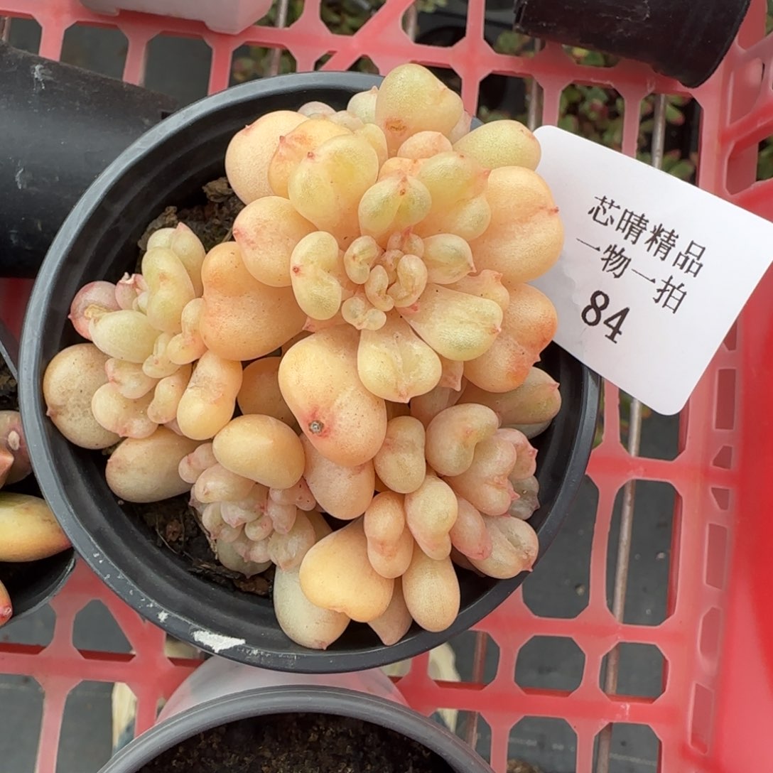 闪购精品多肉84号