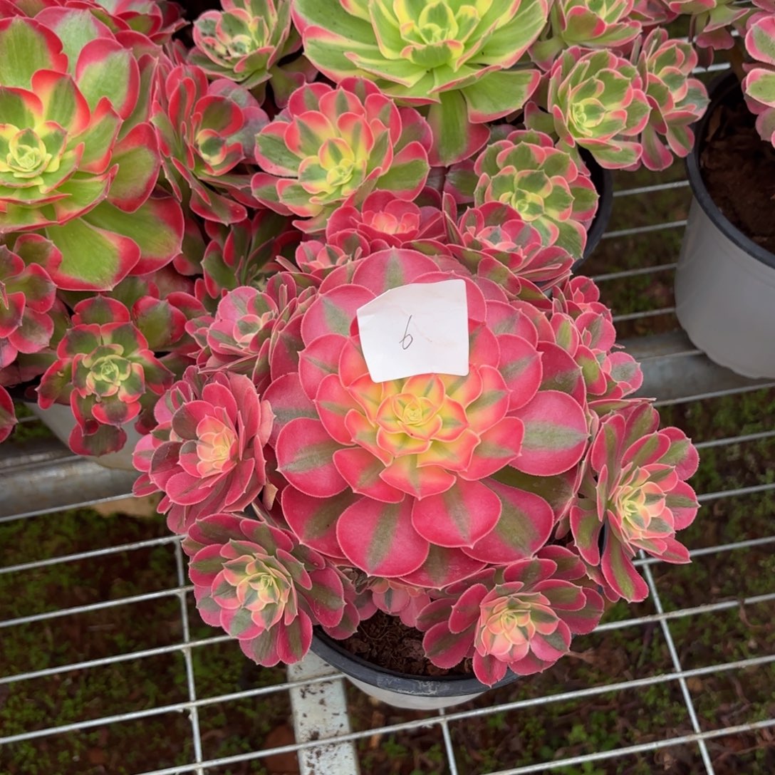 云南水蜜桃好看6号