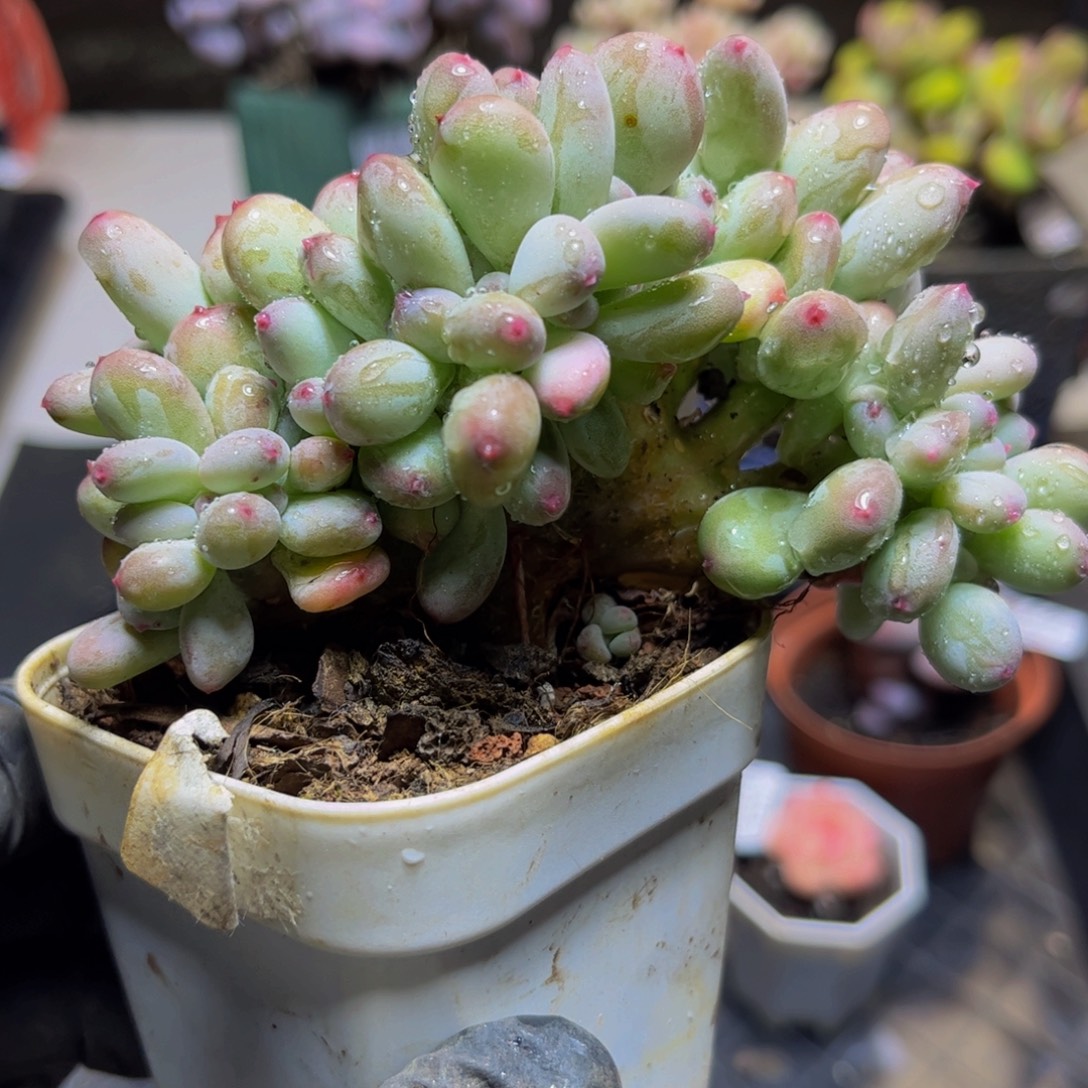 577苹果奶缀化7厘米多肉