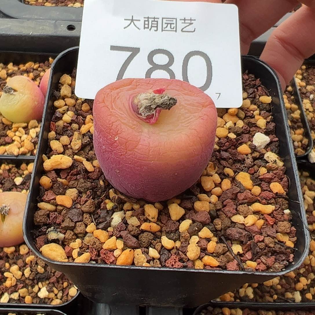 0000780 一物一拍脱土发